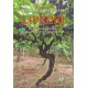 Nossos ancestrais Lipreri: breve história da família de Giacomo Lipreri e Angelica Decó
